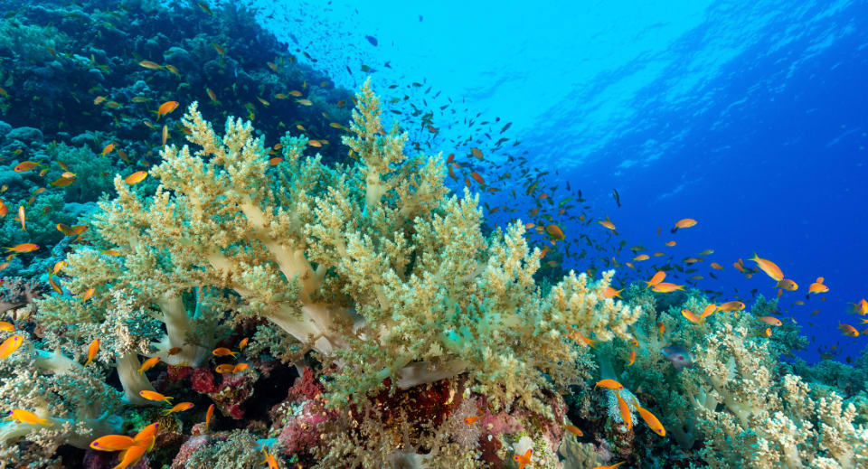 Holistic Approach to Coral Reef Protection in the Maldives