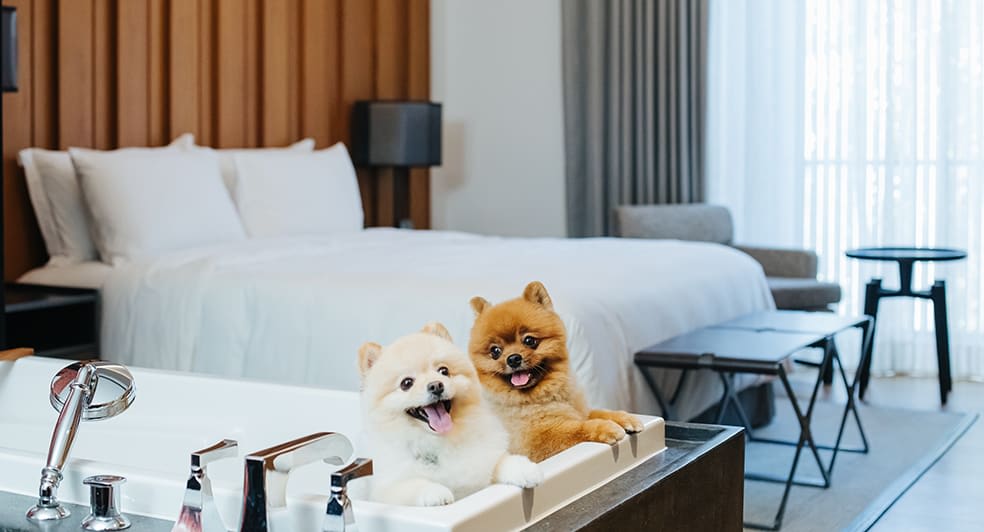 Two dogs inside a guest room at Anantara Chiang Mai Serviced Suites.