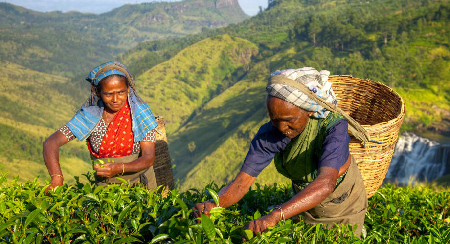 Sri Lanka Tea Garden