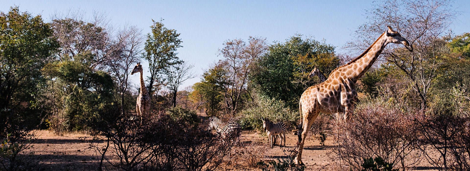 Zambia Luxury Hotels by Anantara Hotels, Resorts & Spas