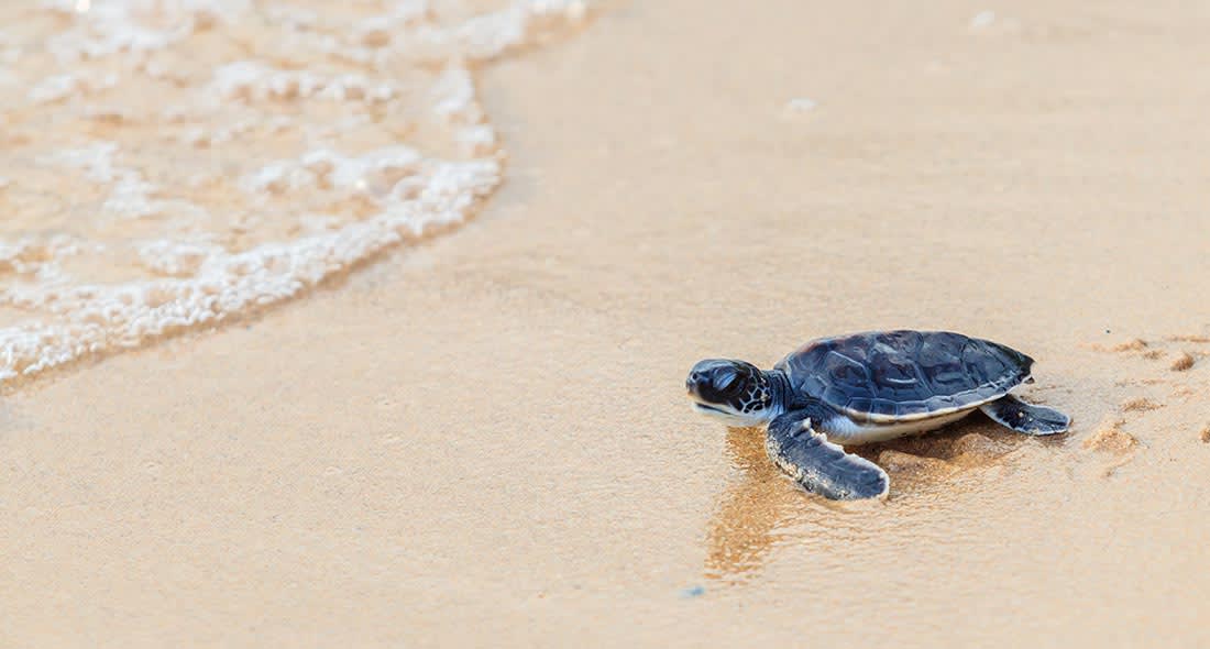 Anantara Newsletter 