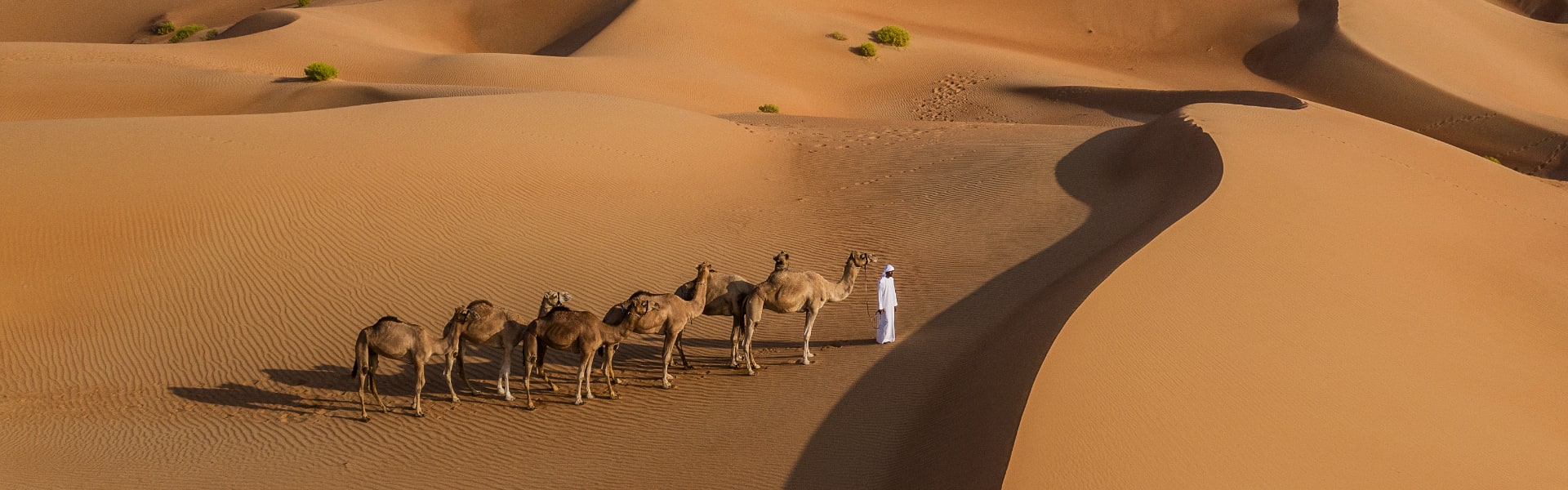 Экскурсия по пустыне в Абу-Даби | Развлечения на курорте Qasr Al Sarab