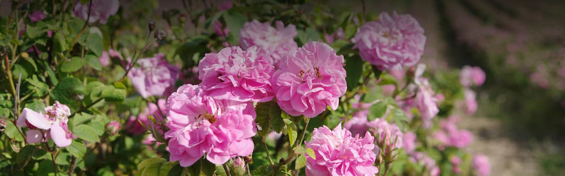 Attractions in Oman Explore Damask Roses at Al Jabal Al Akdhar